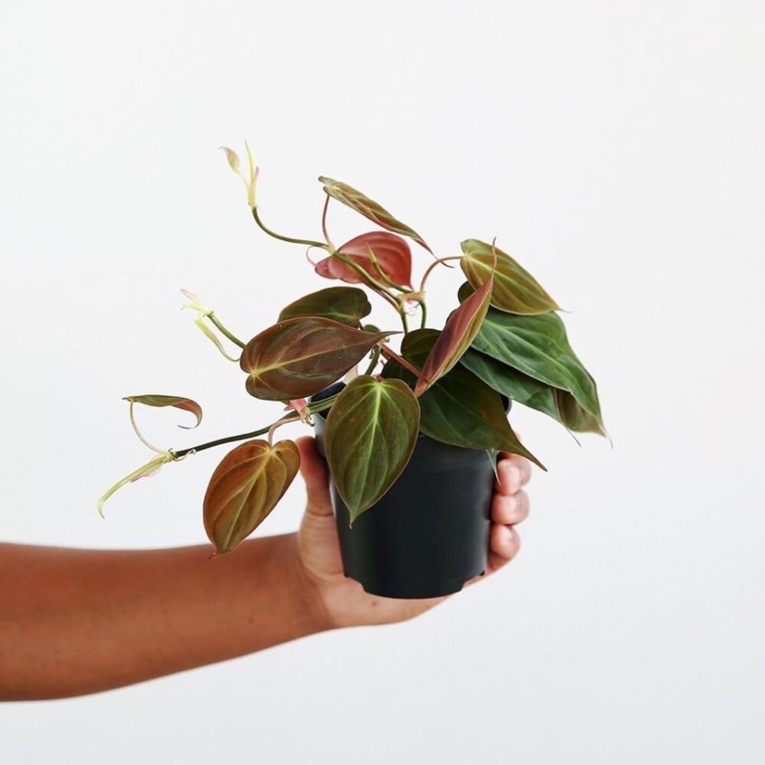 Cây giống Philodendron Micans chậu nhựa