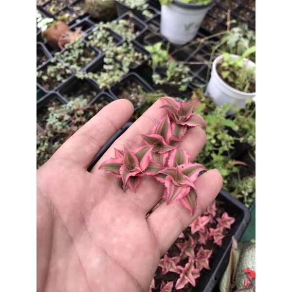 Cryptanthus Pink Star mini, dứa phụng hồng, dứa màu, bán cạn, trang trí tiểu cảnh, dứa Philippine