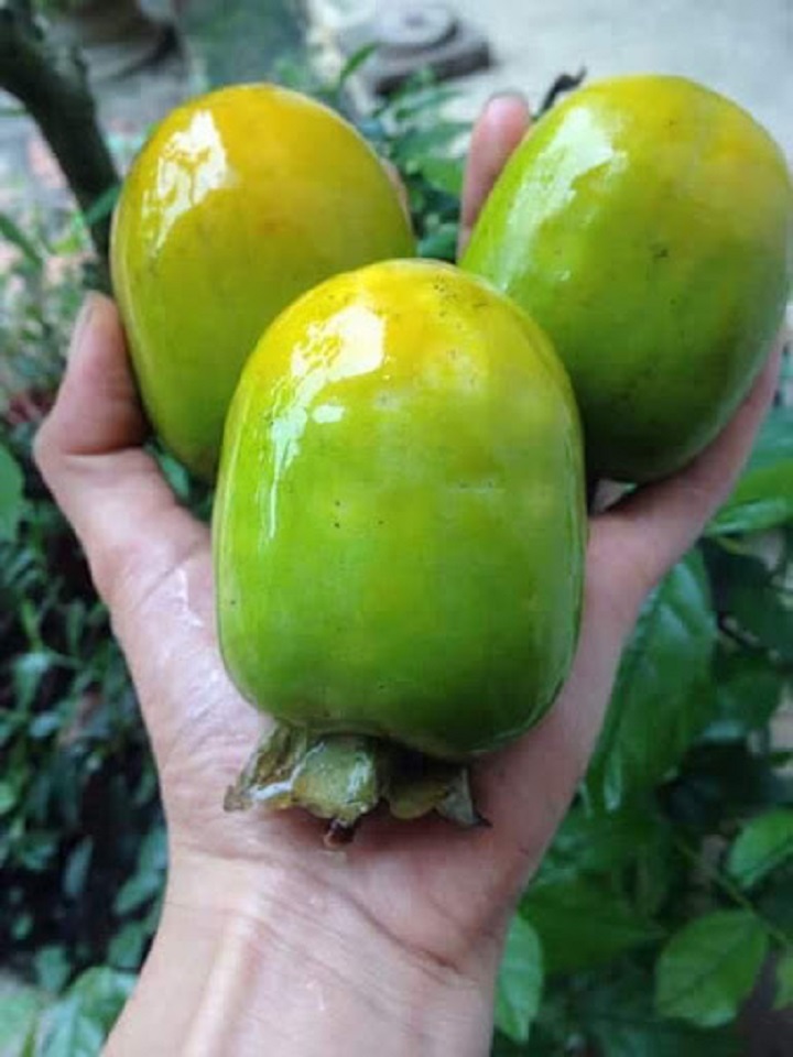 CÂY GIỐNG HỒNG GIÒN KHÔNG HẠT GIA THANH( ĐẶC SẢN PHÚ THỌ)