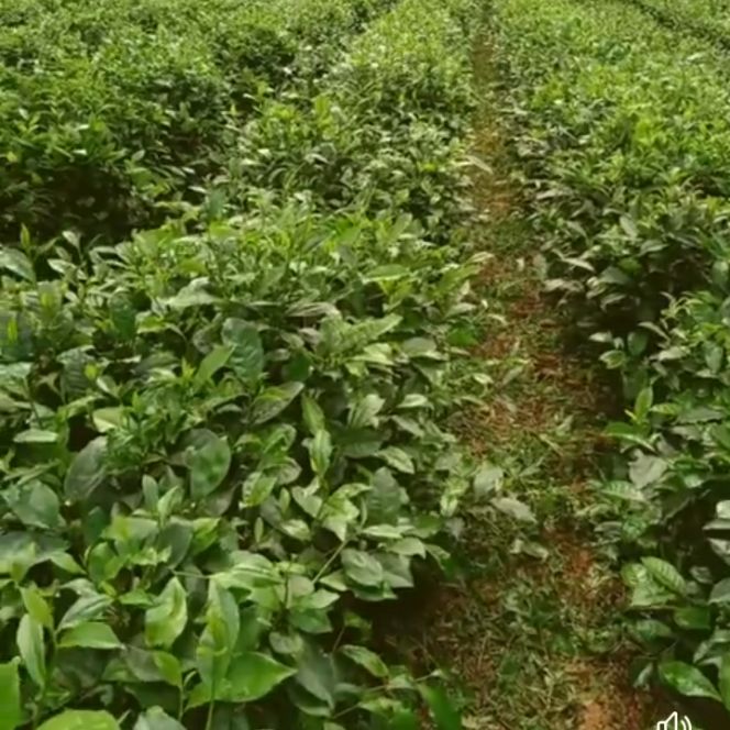 chè chuẩn thái nguyên Đồng hỉ