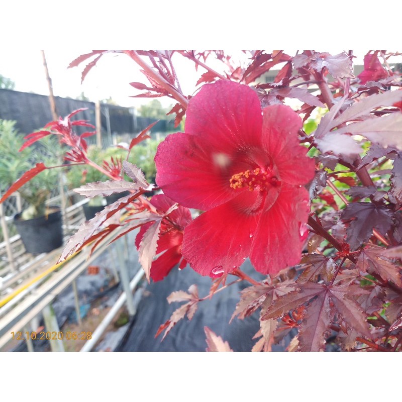 Cây hoa dâm bụt châu phi đang nụ hoa