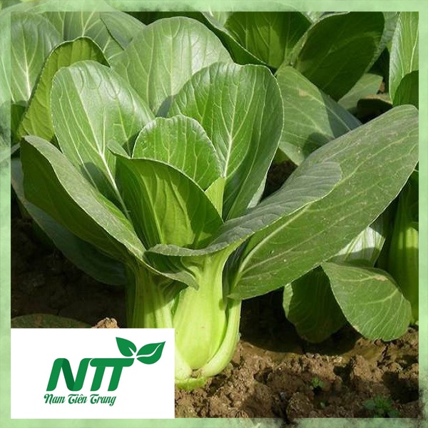 Hạt giống rau cải thìa tn - 38
