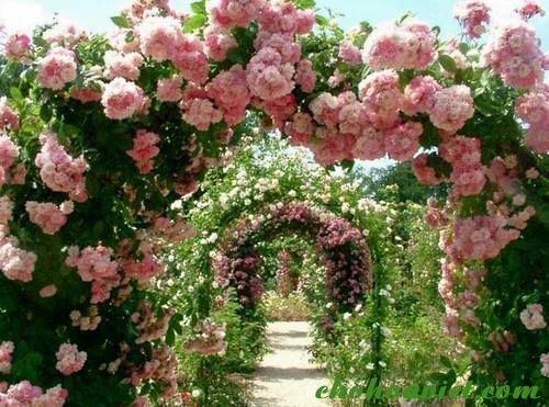 Mách bạn nhiều hơn 97 hình nền hoa hồng leo tuyệt vời nhất - Tin ...