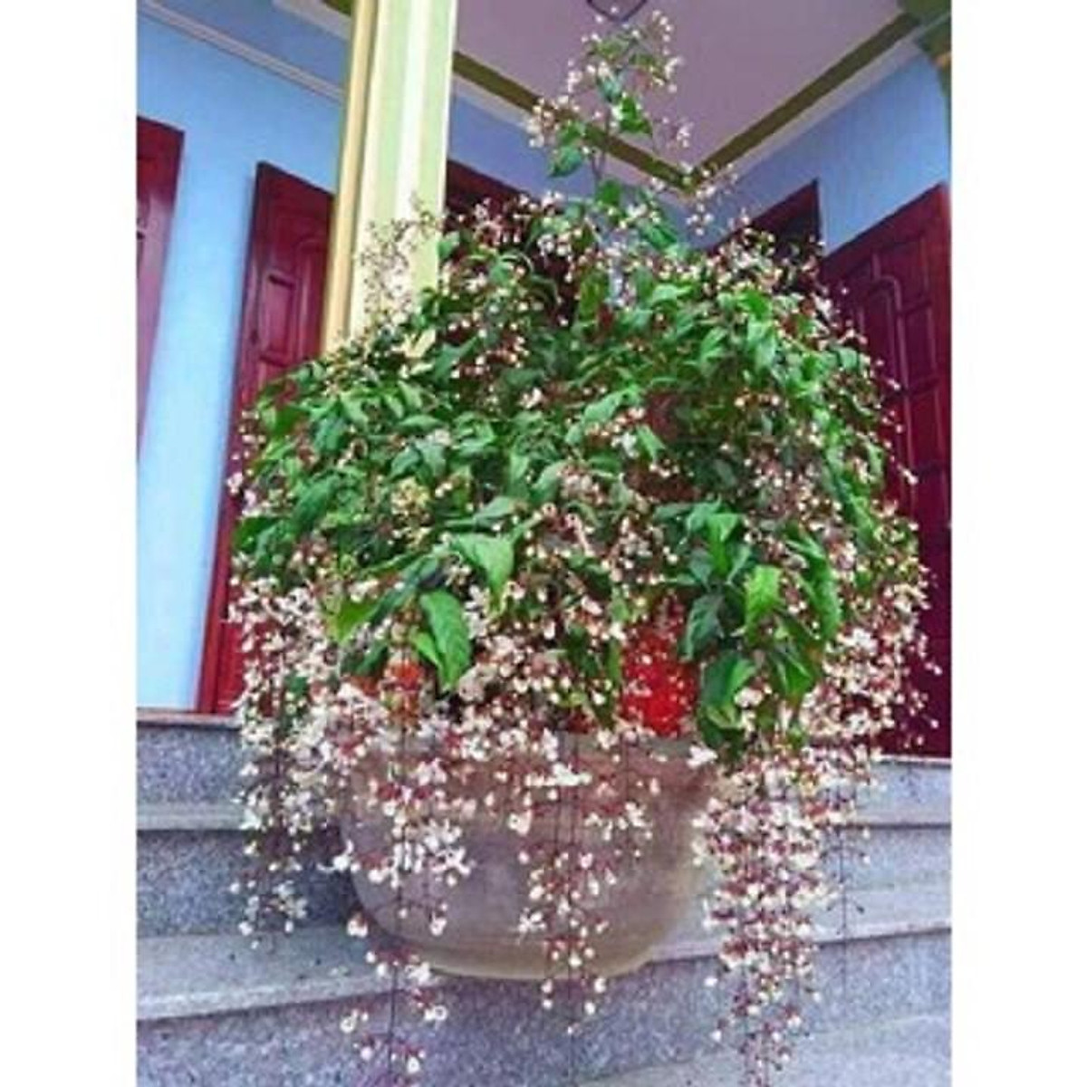 Bầu cây giống " dạ ngọc minh châu