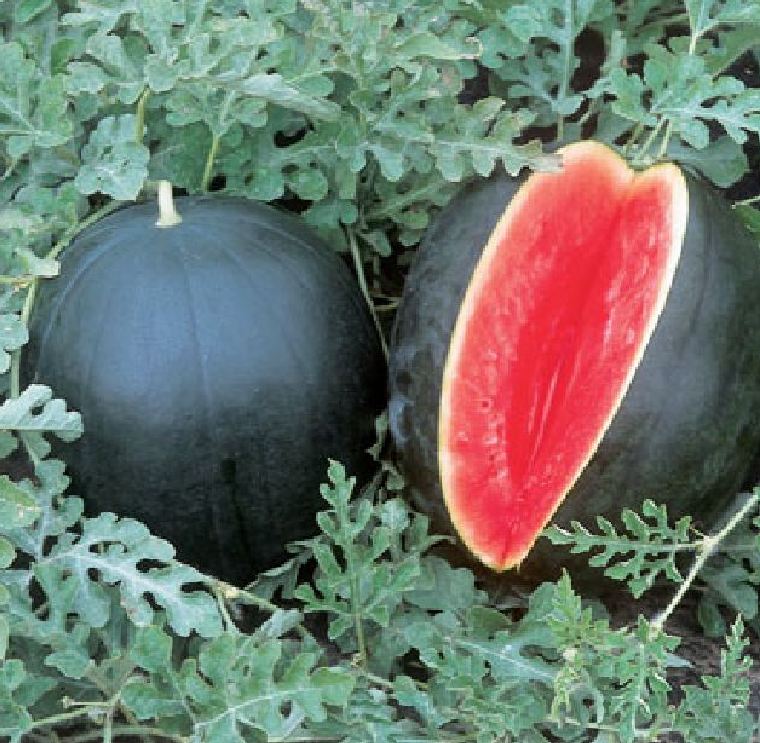 Hạt giống dưa hấu không vỏ đen hạt ruột đỏ - 1 gói 10 hạt