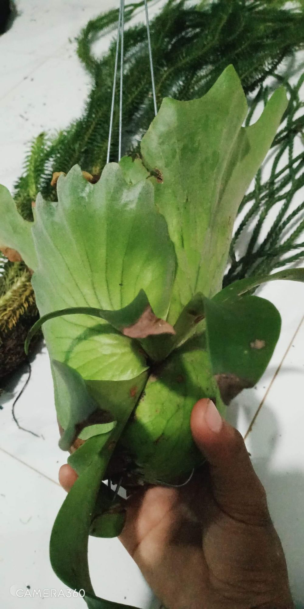 Combo râu rồng và ổ rồng