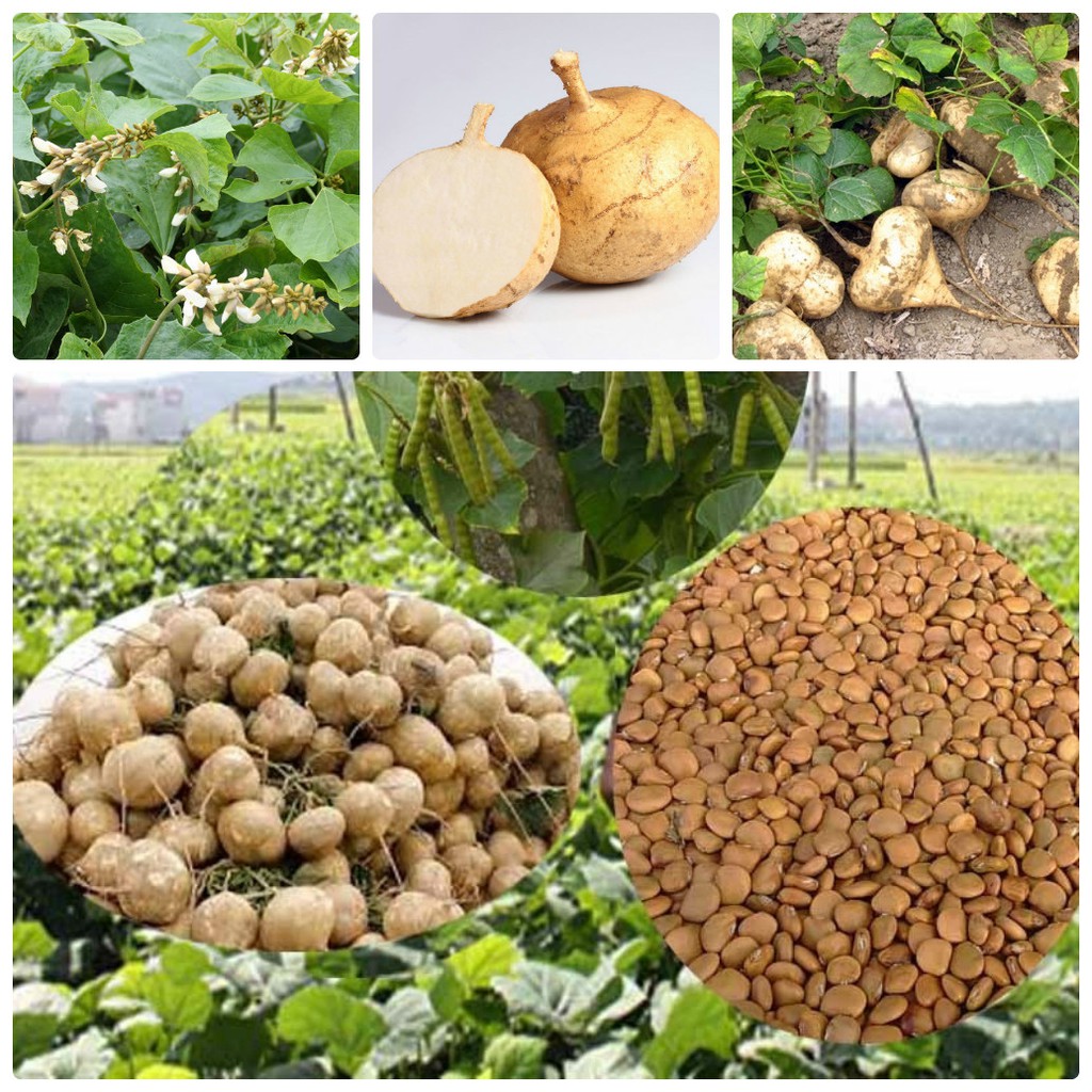 Hạt giống củ đậu cao sản - 40 hạt, chất lượng sản phẩm đảm bảo và cam kết hàng đúng như mô tả