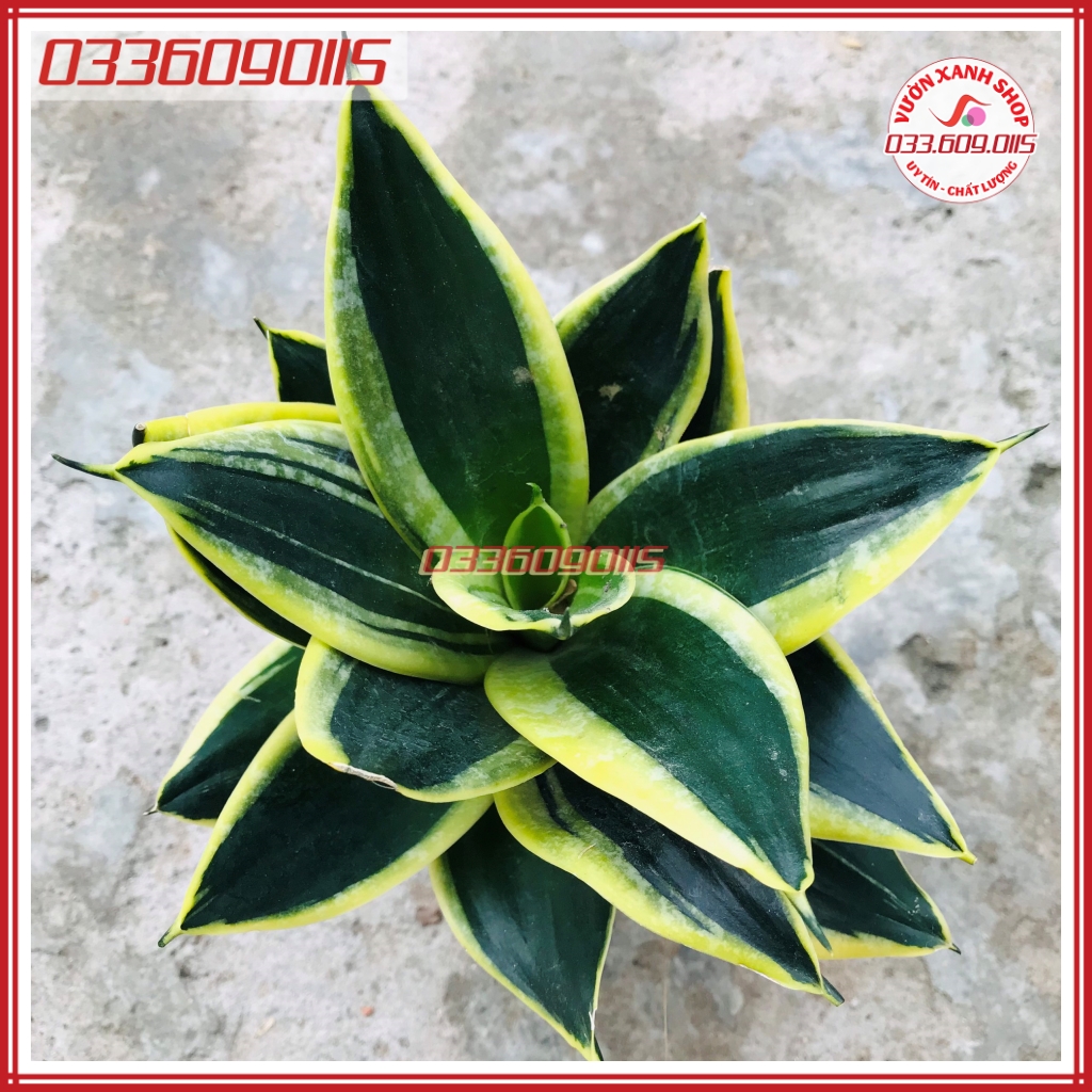 Cây lưỡi hổ lùn, cây lưỡi mèo dễ trồng, dễ chăm sóc, trang trí bàn làm việc
