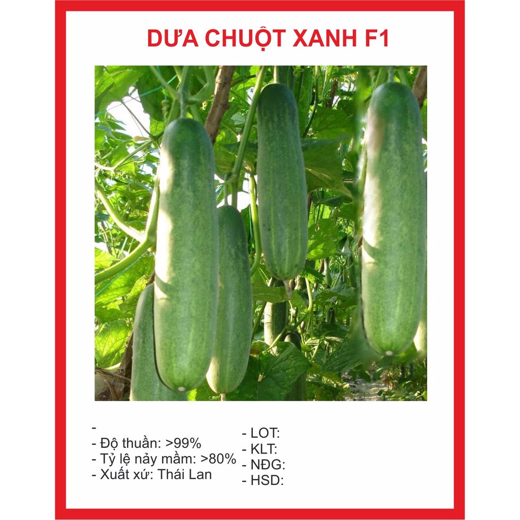 Hạt giống dưa chuột thái 10 hạt