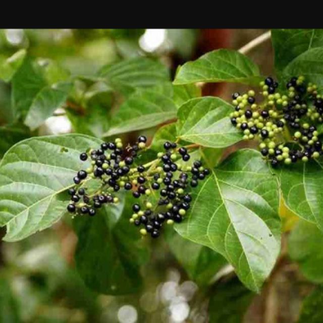 Hạt Giống Lá Cách Vọng Cách -  gói 20 hạt