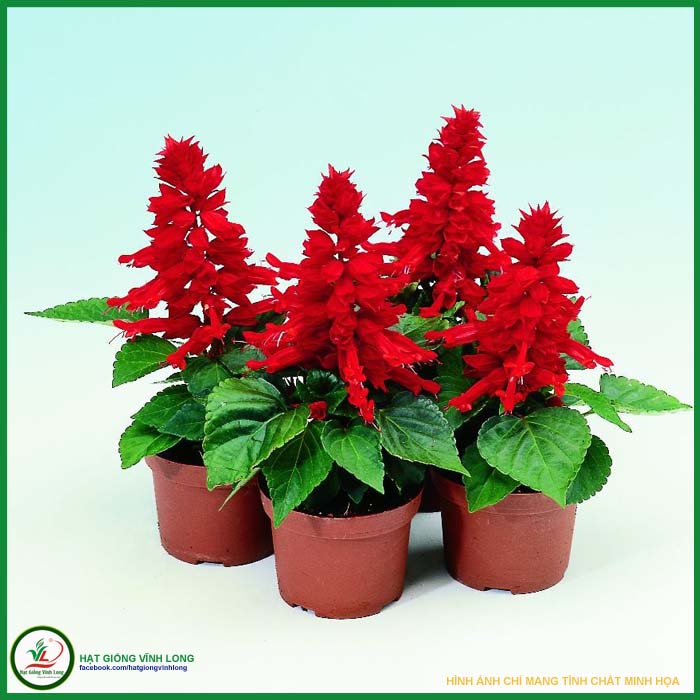 Hạt giống hoa Xác pháo đỏ lùn RĐ 830 - 20 hạt