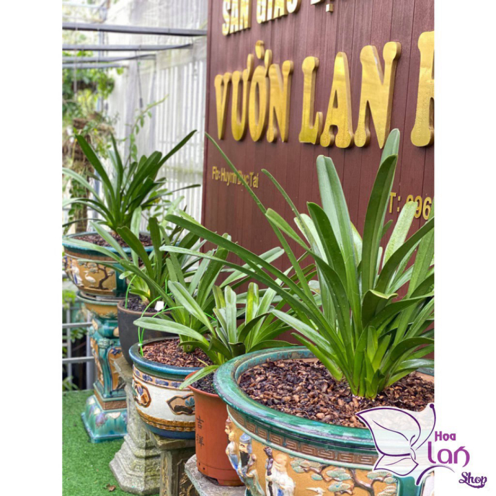 Vỏ Thông Trồng Lan *☘️ FREESHIP ☘️* size 2.5 - 4cm  Mài Cạnh Đã Qua Xử  Lý Dùng Để Lót Đáy Chậu, Túi 500G [ Loại Đẹp ]