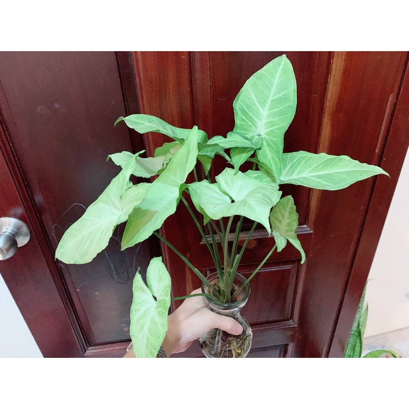 Cây trầu bà trắng / Cây tróc bạc, trồng thủy sinh được