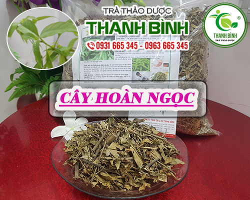 Cây hoàn ngọc khô 1kg - đông y thanh bình