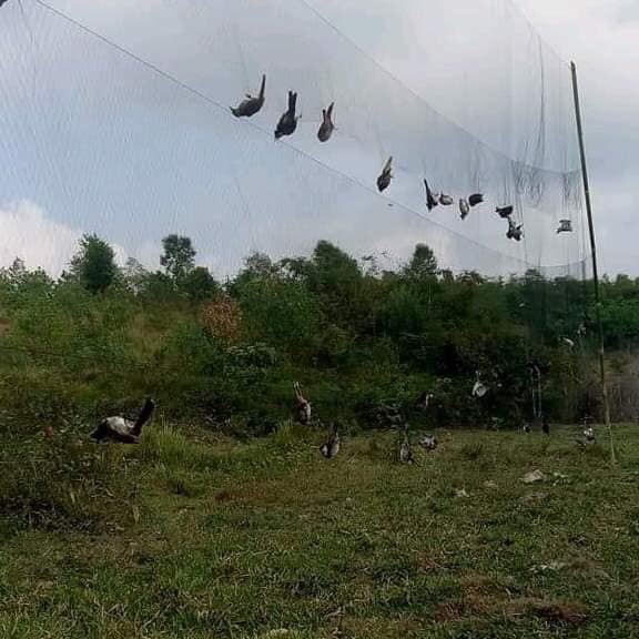 Lưới bẫy chim tàng hình cước thái lan