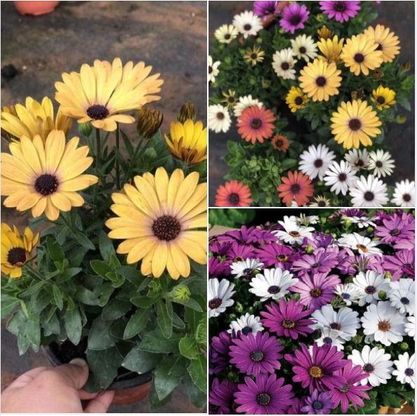 Hạt giống hoa cúc châu phi mix màu - gói 20 hạt