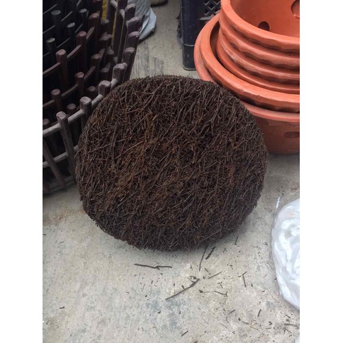 Dớn đĩa trồng lan đường kính 20cm
