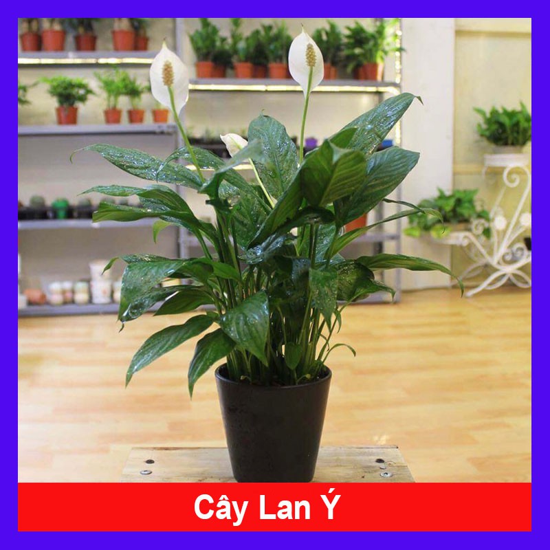 Cây lan ý - cây cảnh mini - cây cảnh để bàn - caykiengsadec