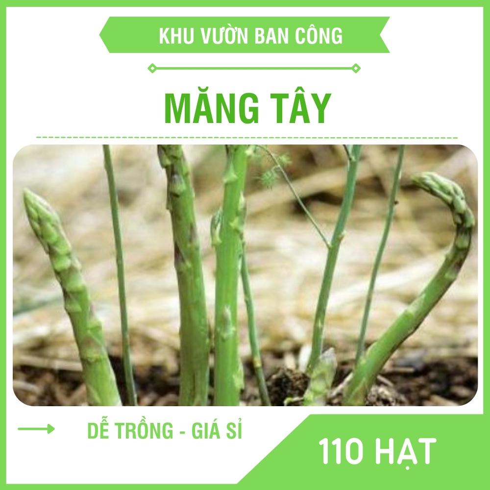 Hạt giống măng tây xanh gói 110 hạt - khu vườn ban công