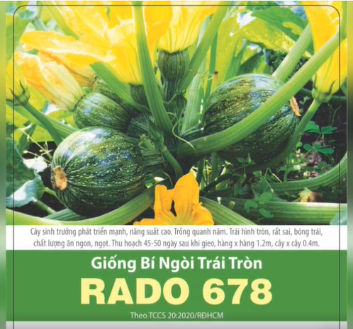 Hạt giống bí ngòi tròn sai trái