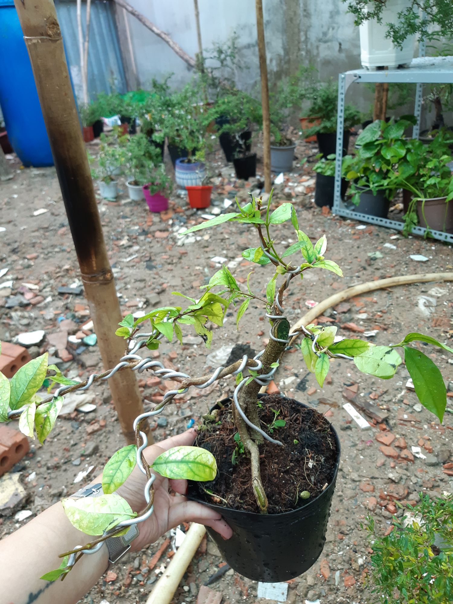 mai chiếu thủy bonsai mini