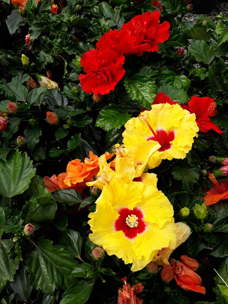 CÂY DÂM BỤT THÁI LAN  ĐỦ MÀU