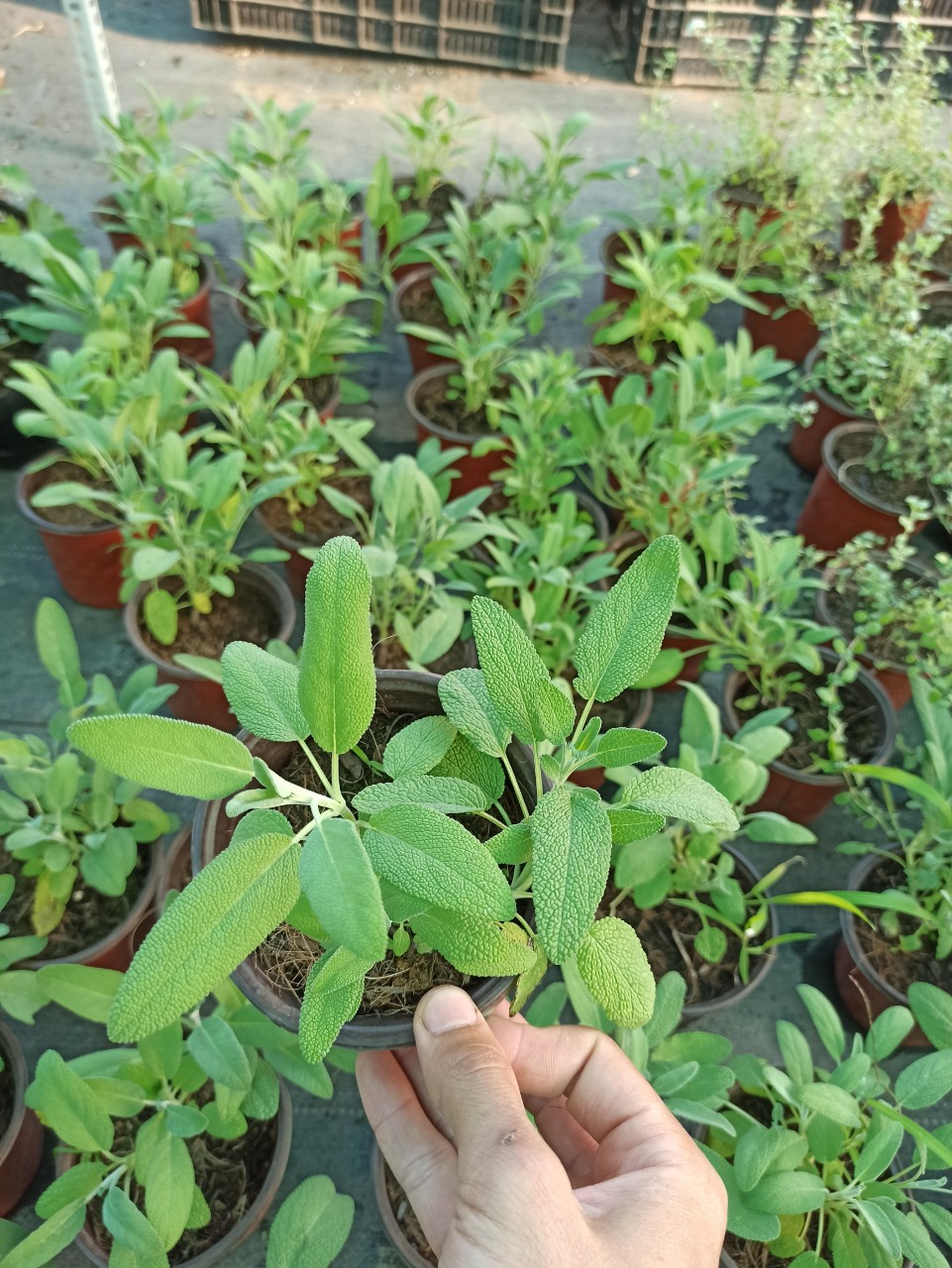 cây xô thơm (sage)