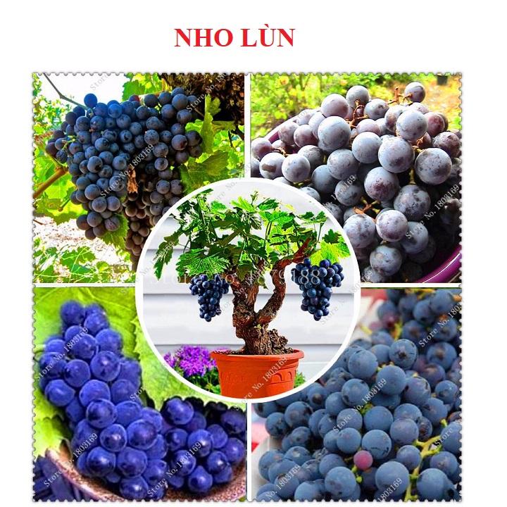 Hạt giống nho lùn gói 10 hạt xuất xứ Mỹ