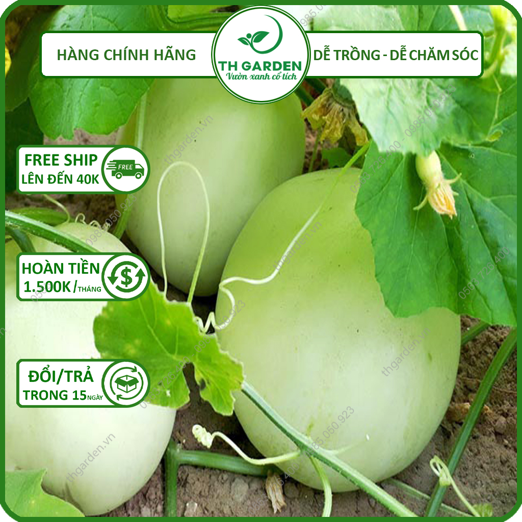 Hạt Giống Dưa Lê Siêu Ngọt TH Garden - Hạt Giống F1, Dễ Trồng Dễ Chăm Sóc, Thơm Ngon, Năng Suất Cao, Siêu Quả