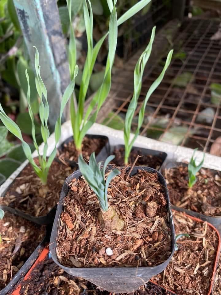 Cây sen đá cỏ soắn 🌵 ✈ ⚡ 🍀 ❤