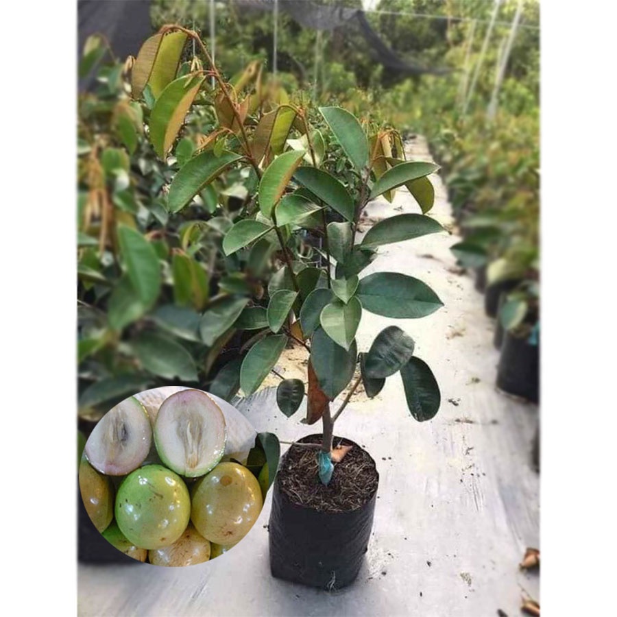 Cây vú sữa lò rèn