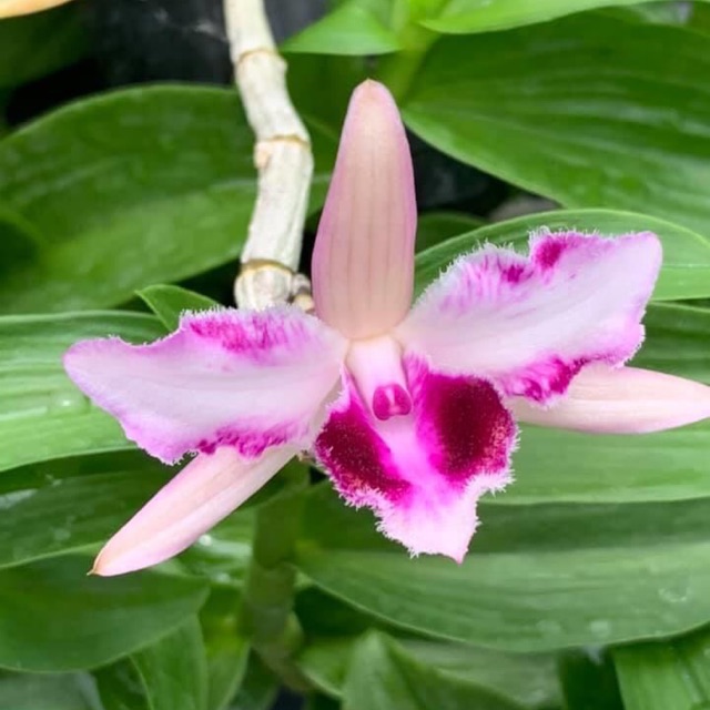 Phi điệp 6 mắt hàng gieo hạt đã sổ bói tại vườn