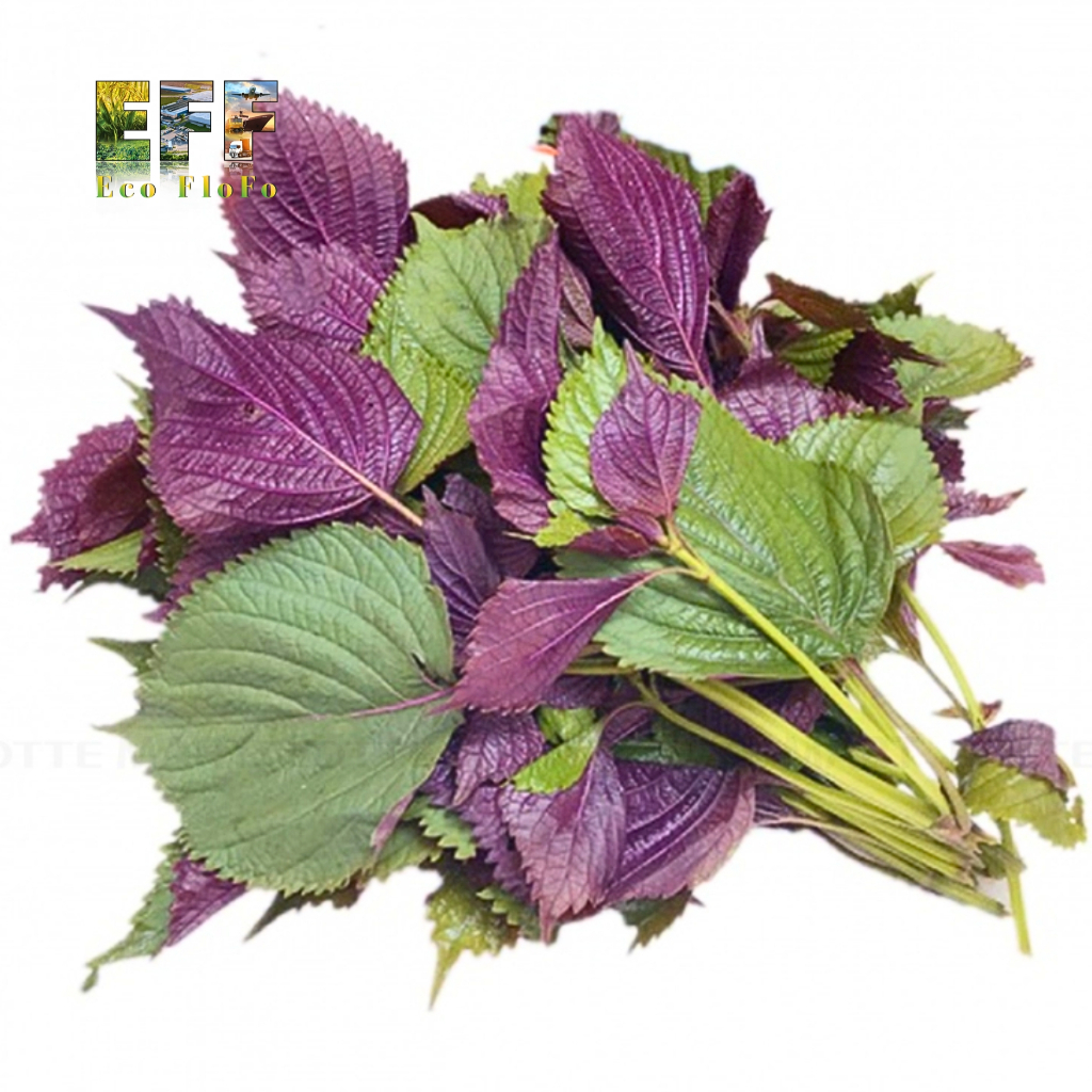1 Thùng 7Kg Tía Tô Đà Lạt Eco FloFo Đạt Chuẩn VietGAP (Chỉ Bán Hàng Loại A+ Được Tuyển Chọn Để Xuất Khẩu)