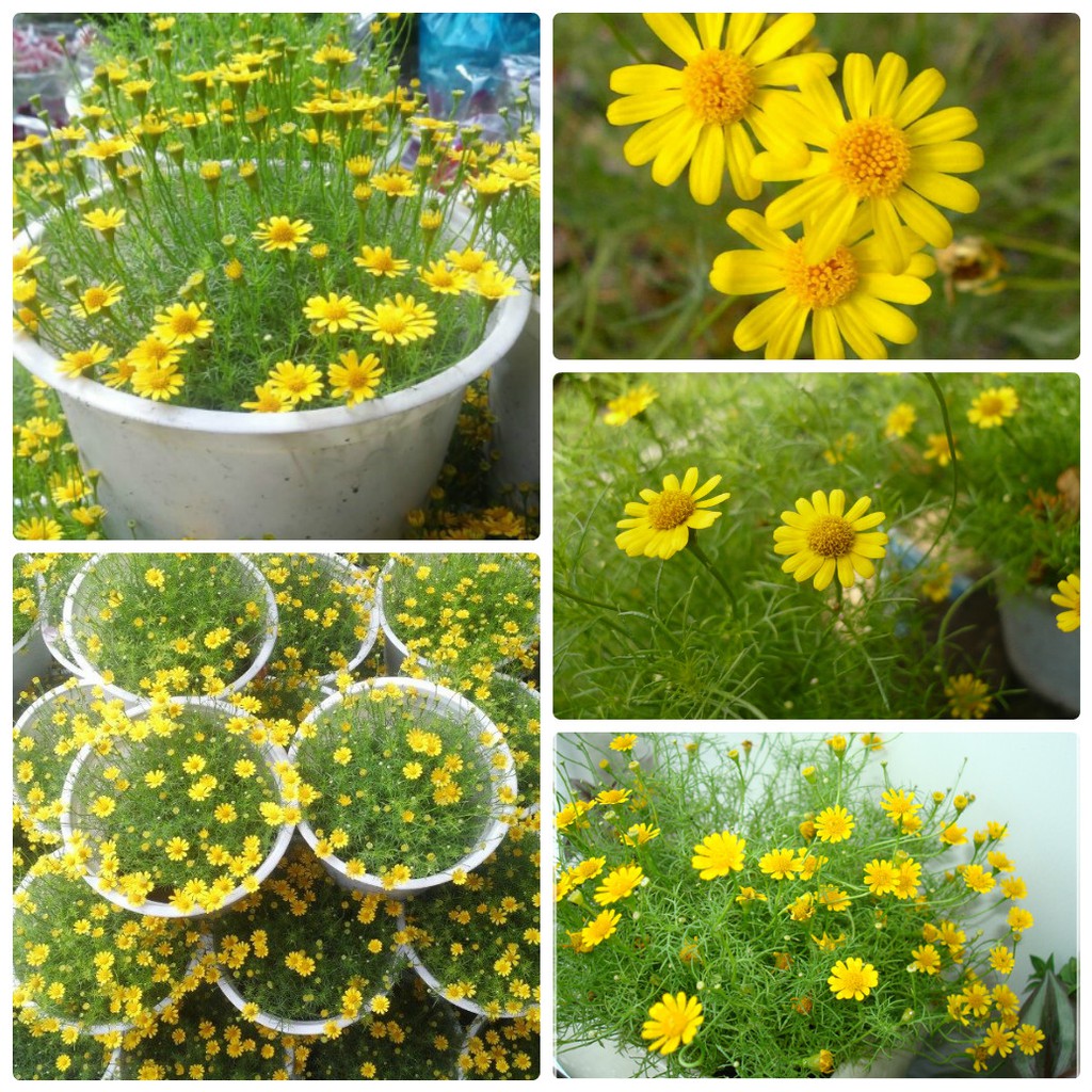 Hạt giống Hoa cúc sao băng đẹp dễ trồng ( gói 50 hạt)