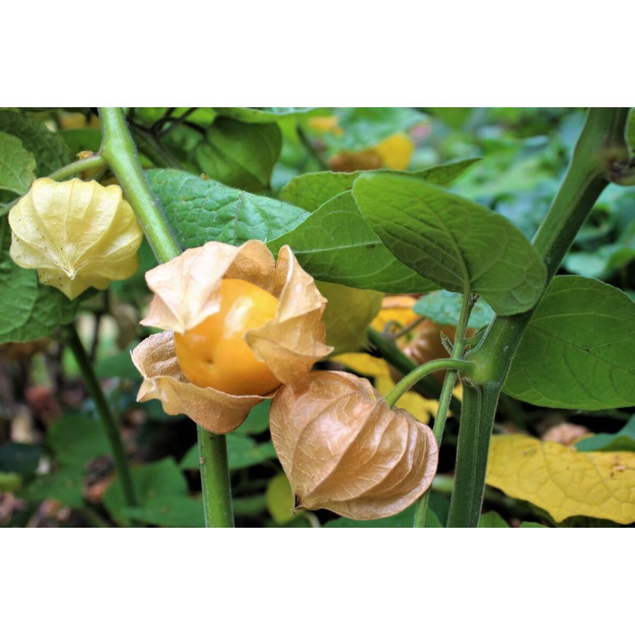 Hạt giống tầm bóp nam mỹ