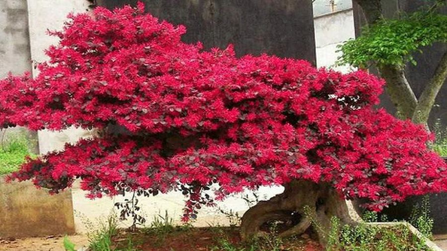 Cây hồng phụng, cây kiểng đẹp, lạ - cây cảnh quan, sân vườn - Loropetalum chinense - Summer Garden