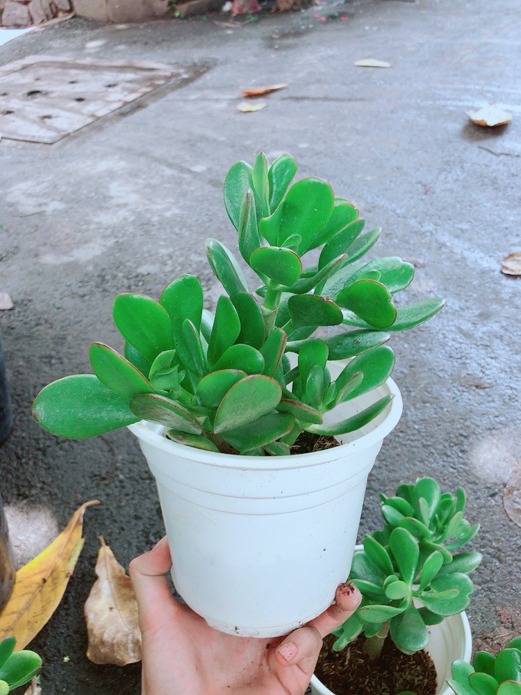 [HCM]Cây Ngọc Bích