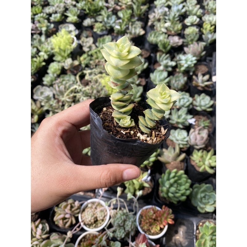 Sen đá Xiên thịt 5cm