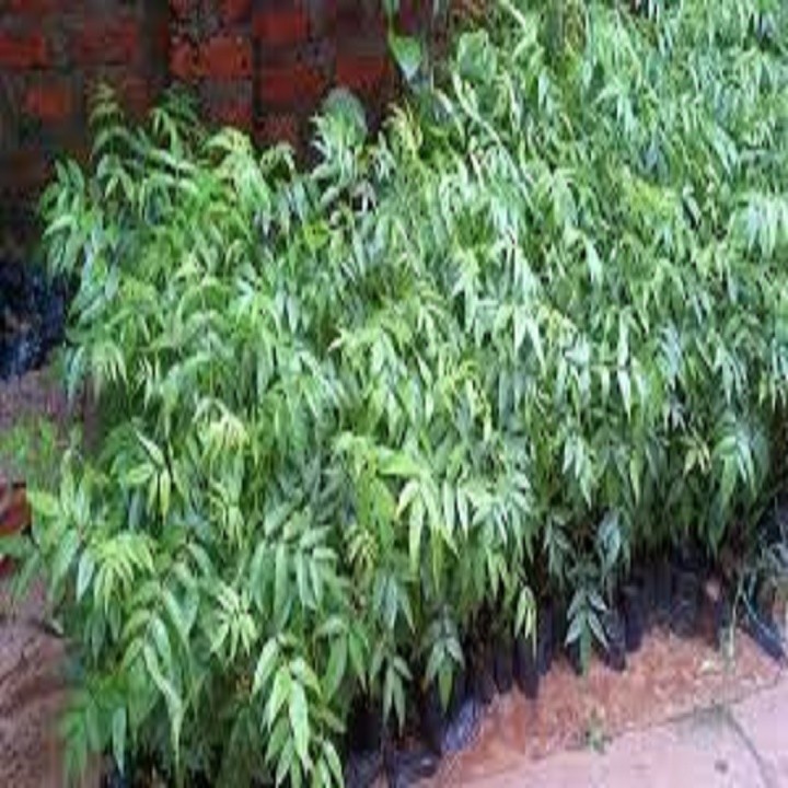 5anbjn9GIUmle57k5R14_simg_d0daf0_800x1200_max.jpg