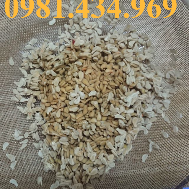 Giảm Sốc- Hạt giống bình bát dây đẹp chuẩn 681