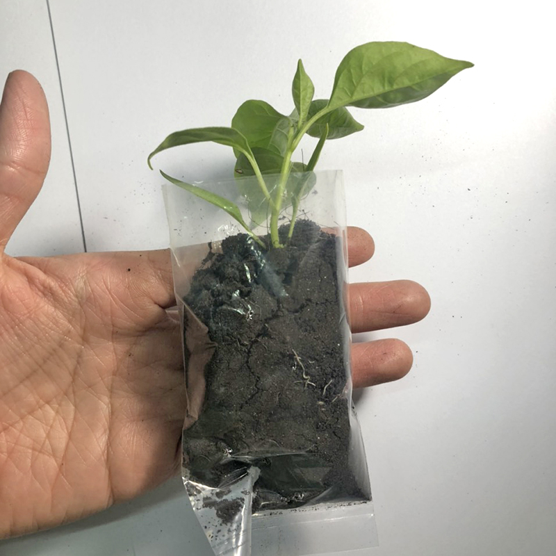 COMBO 4 CÂY GIỐNG ỚT XIÊM QUẢ 4CM