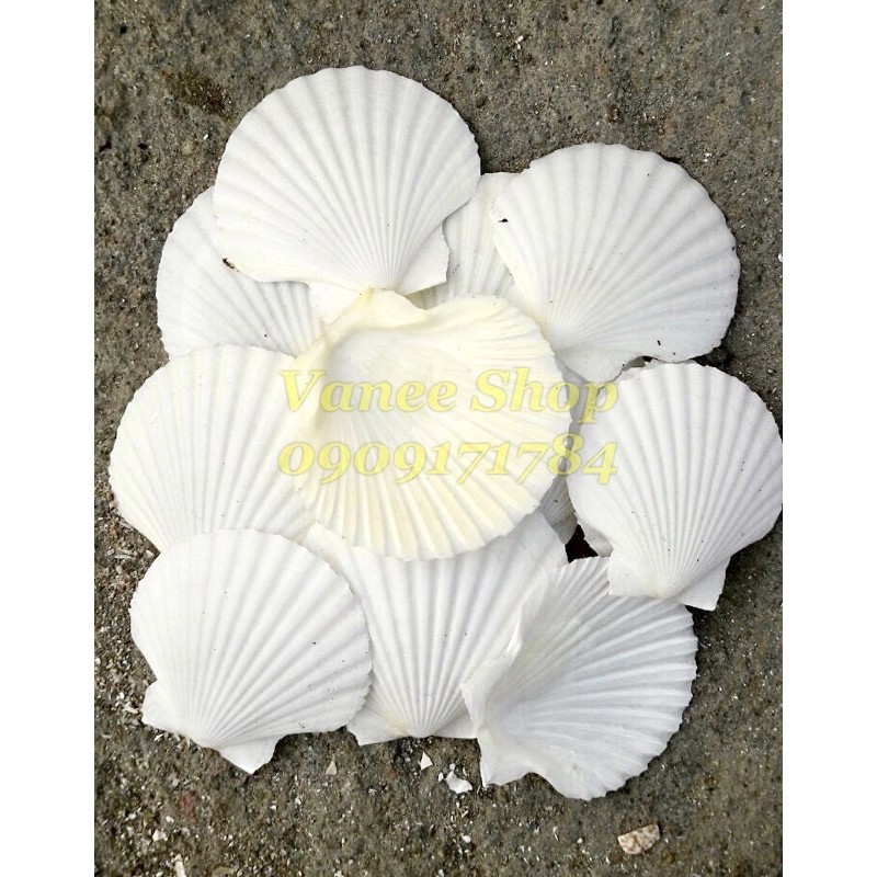 Vỏ sò điệp trắng 100gr