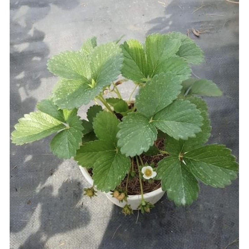 Chậu dâu tây đà lạt