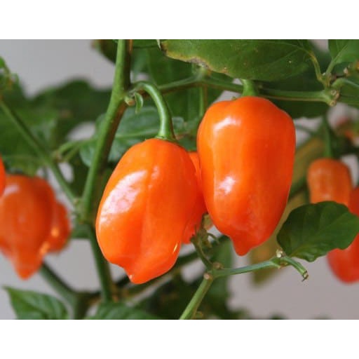 Gói 5 hạt giống ớt Habanero cam