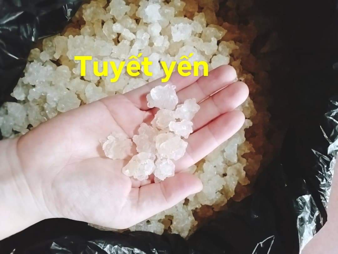 Tuyết yến cục 500g