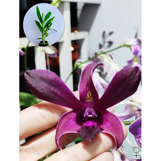 Cây giống lan Dendro Big red lai