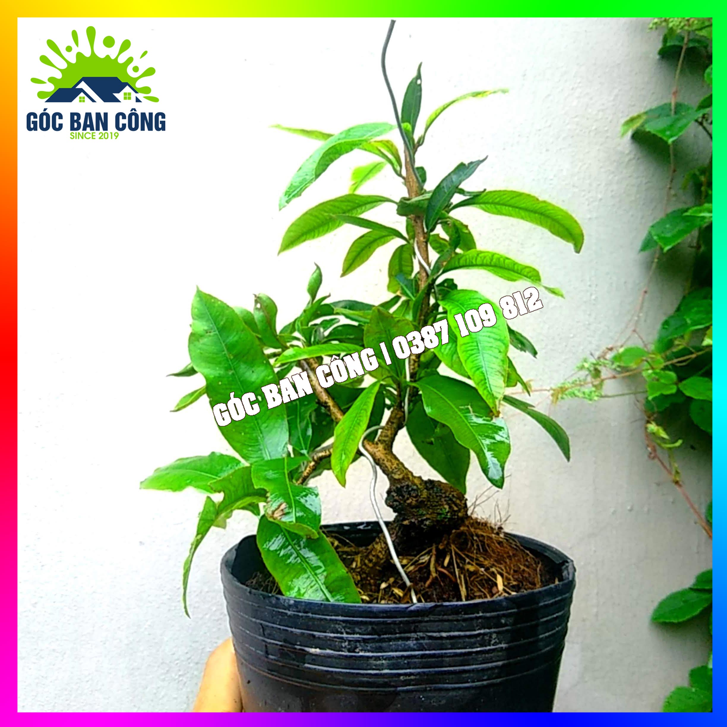 Mai Vàng Đại Lộc Bonsai Mini