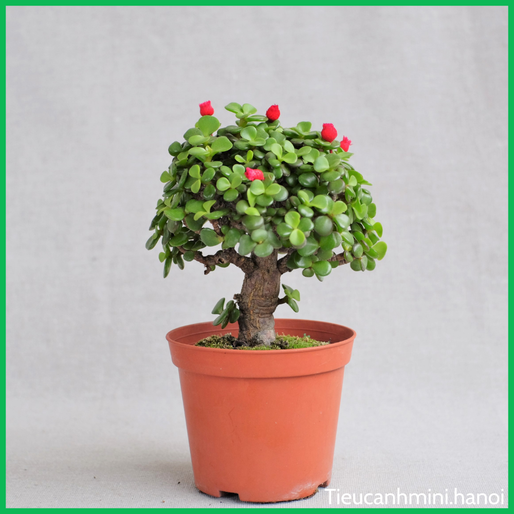 Cây Ngọc Bích Đô La mini Bonsai để bàn ,trang trí nội thất, cây cảnh văn phòng
