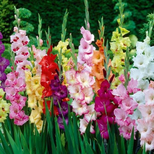 COmbo 5 củ lay ơn 5 màu ngẫu nhiên