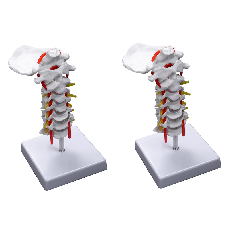 2X Cervical Vertebra Arteria Spine Spinal Nerves Anatomical Model Anatomy